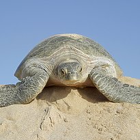 Rundreise Oman - Turtles, Water and Sand