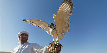 Besuch der Falkenklinik in Abu Dhabi
